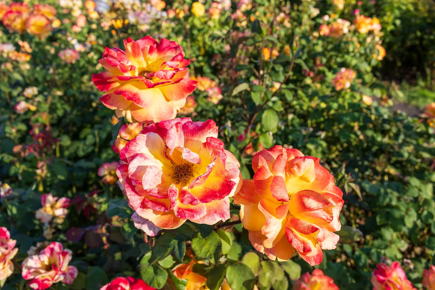 Homes in Rose Garden, California